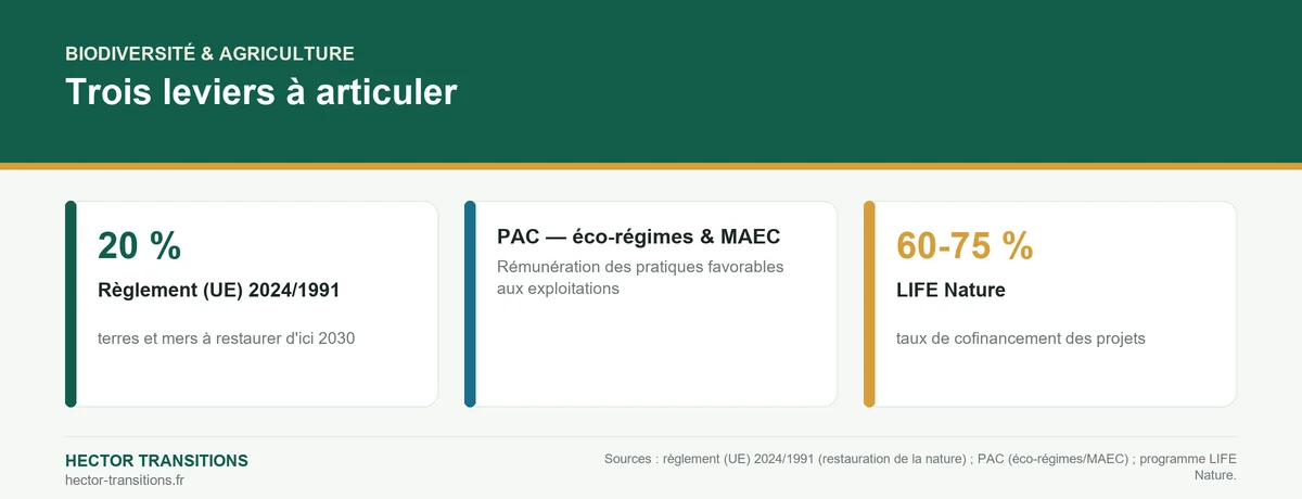 Infographie : trois leviers pour concilier biodiversité et agriculture — règlement restauration de la nature, PAC et LIFE Nature.