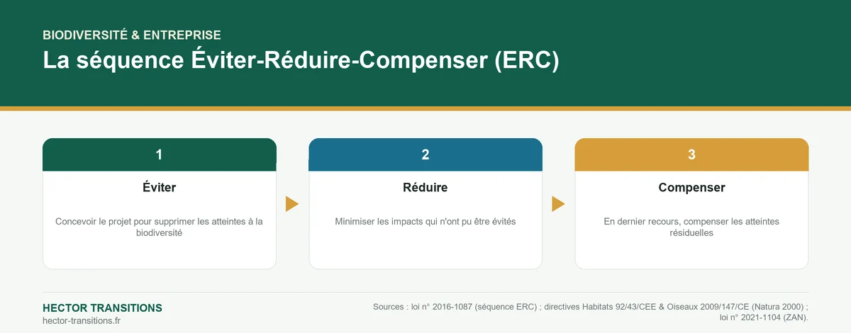 Infographie : la séquence Éviter-Réduire-Compenser (ERC) en droit de la biodiversité applicable aux projets d'aménagement.