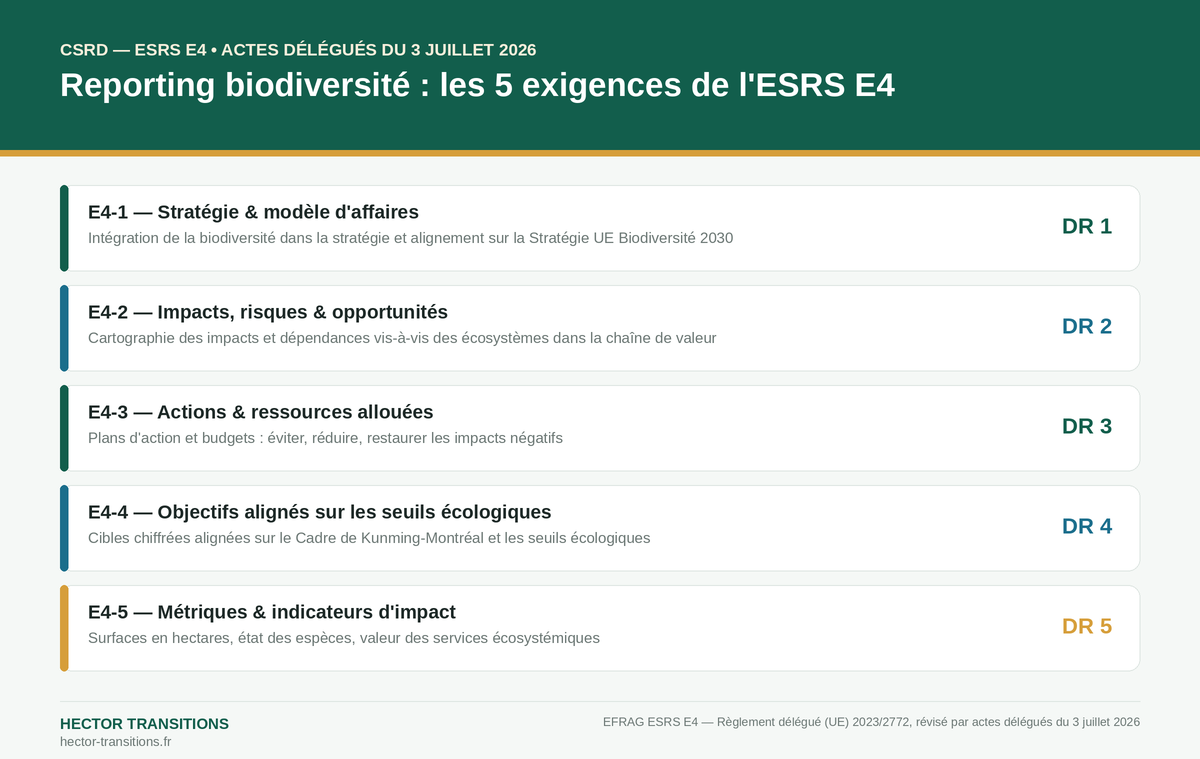 Infographie : les 5 exigences de reporting ESRS E4 (Biodiversité et écosystèmes) sous la CSRD — Hector Transitions